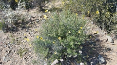Encelia asperifolia
