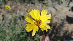 Encelia asperifolia