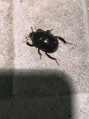 Peltotrupes profundus