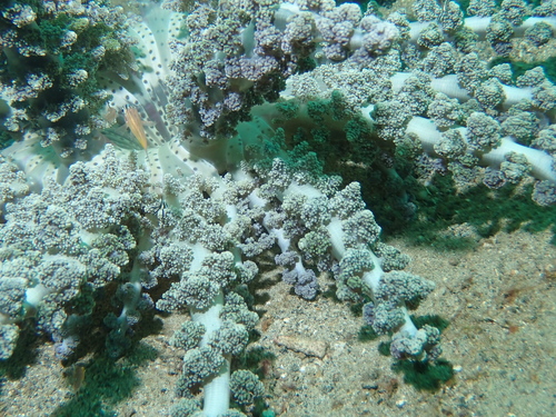 Actinodendron alcyonoideum