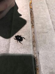 Peltotrupes profundus