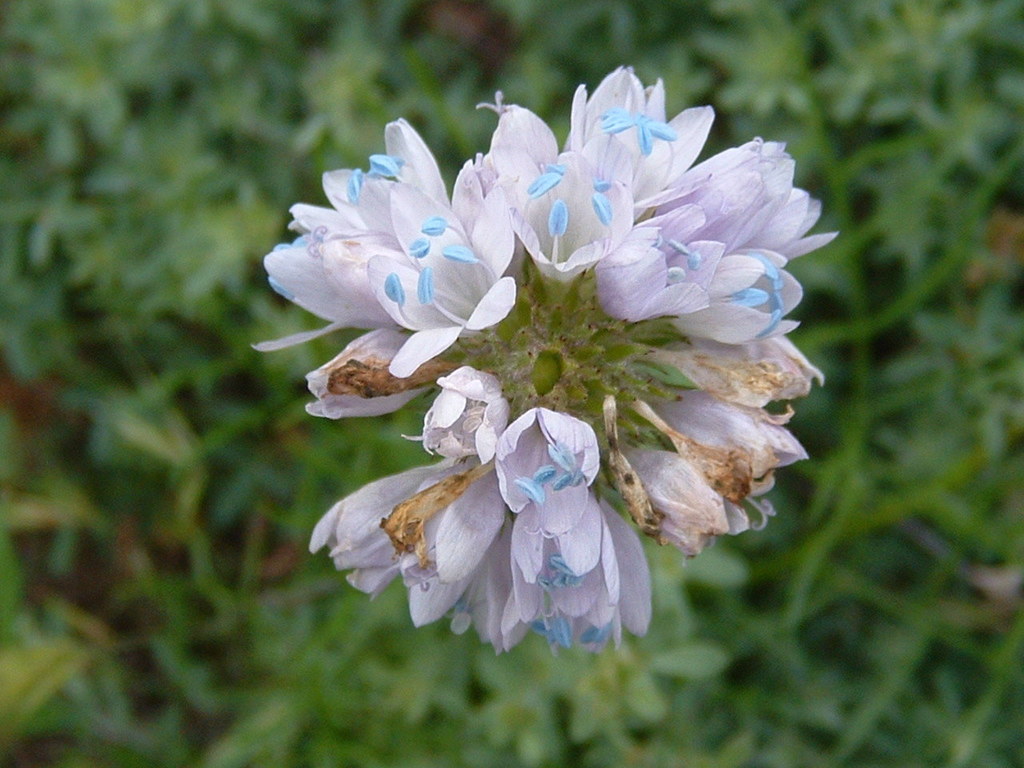 Gilia capitata, Ventura County, CA, USA