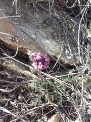 Cymopterus