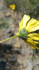 Encelia asperifolia