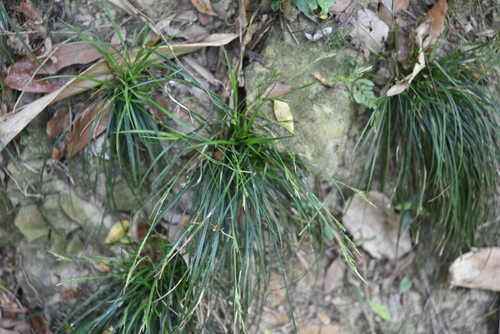 Carex formosensis iNat (1)