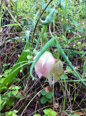 Calochortus albus