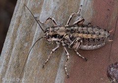 Cyphoderris monstrosa