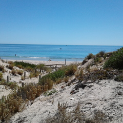 Sillaginodes punctatus