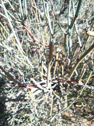 Image of Ephedra fragilis by (c) Daniel Heras González, some rights reserved (CC BY)