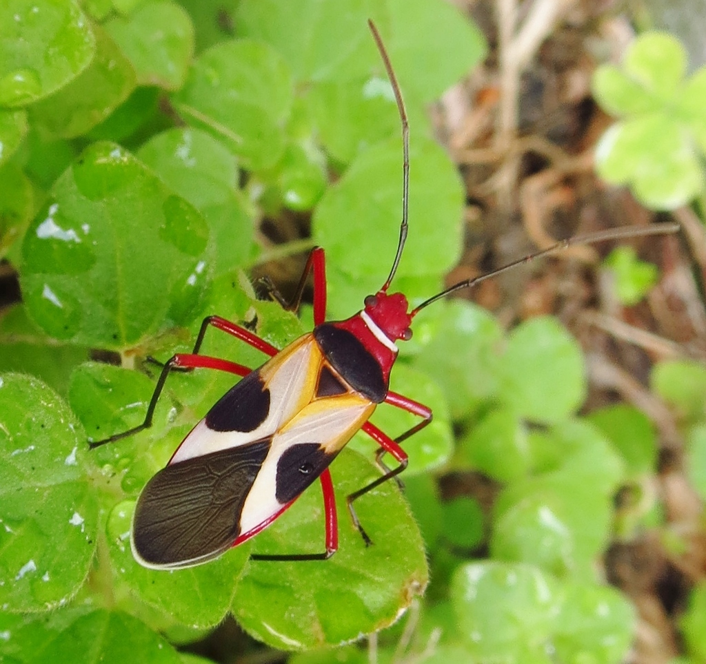 Turk's cap red bug