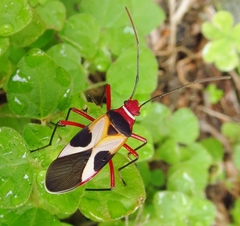 Turk's cap red bug