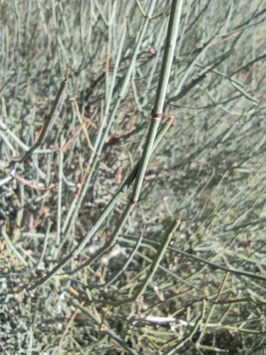Image of Ephedra fragilis by (c) Daniel Heras González, some rights reserved (CC BY)