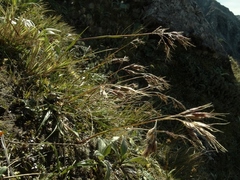 Chionochloa ovata