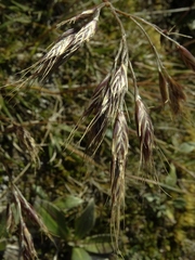 Chionochloa ovata