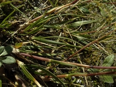 Chionochloa ovata