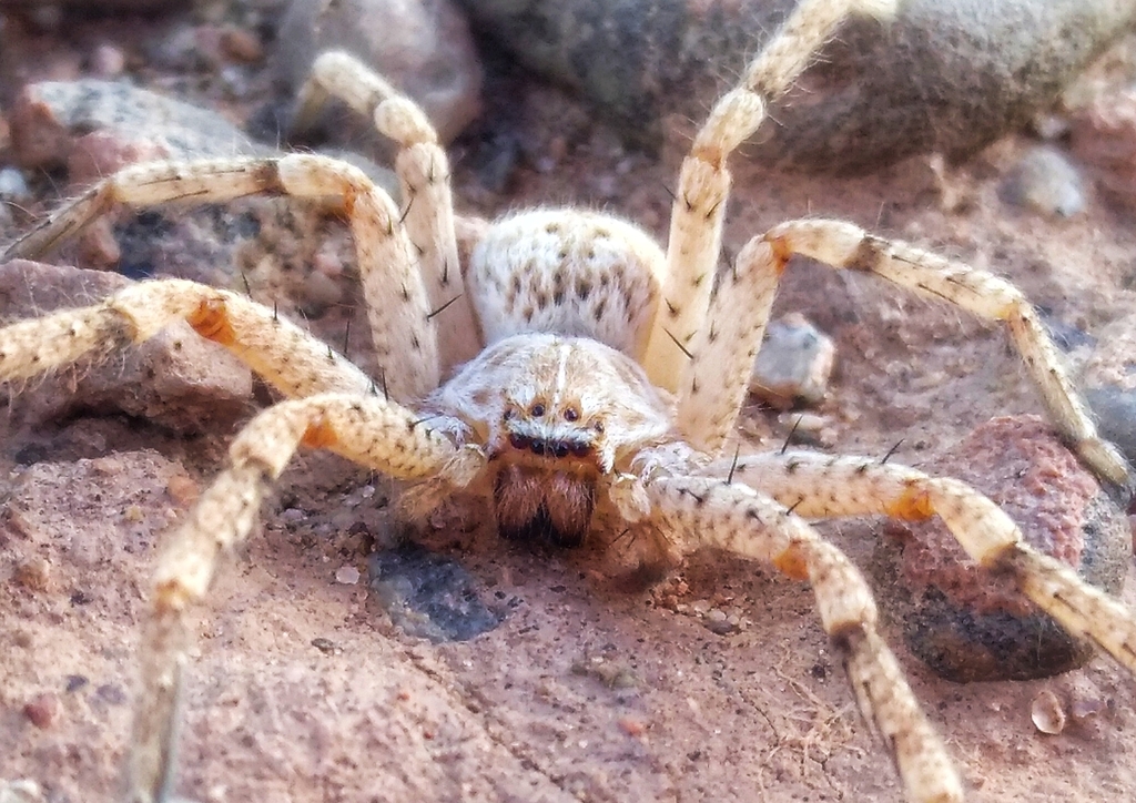 Olios pictus