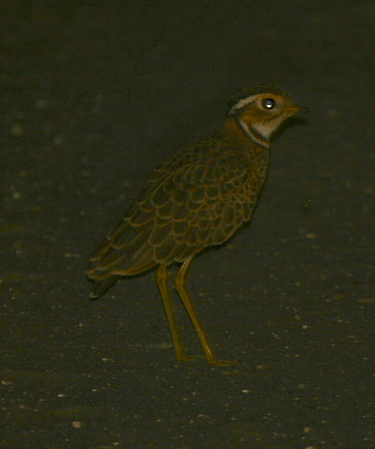 Three-banded Courser illustration
