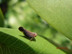 Colpopterinae