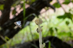 Ariconias glaphyra