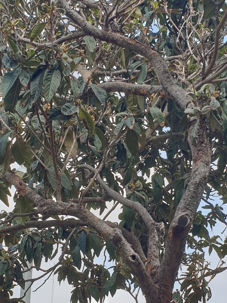 Taraire from 08041 Barcelona, Espanya on October 1, 2023 at 0547 PM by