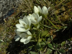 Gentianella divisa