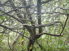 Oxybelis potosiensis