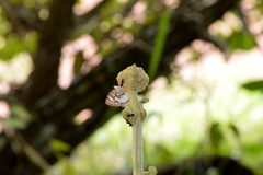 Ariconias glaphyra