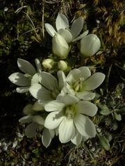 Gentianella divisa