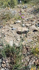 Rhinotropis desertorum