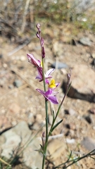 Rhinotropis desertorum