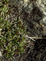 Abrotanella pusilla