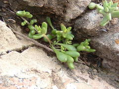 Dudleya blochmaniae blochmaniae