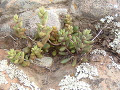 Dudleya blochmaniae blochmaniae