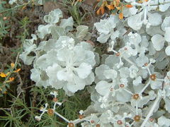 Eriogonum crocatum