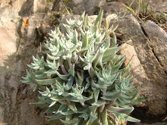 Dudleya verityi