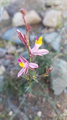 Rhinotropis desertorum