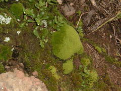 Dudleya blochmaniae blochmaniae