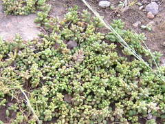 Dudleya blochmaniae blochmaniae