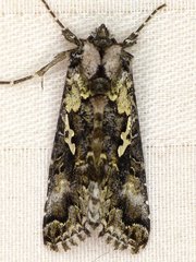 Syngrapha cryptica