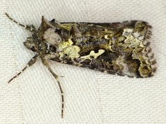 Syngrapha cryptica