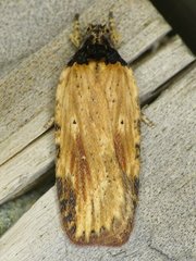 Agonopterix atrodorsella