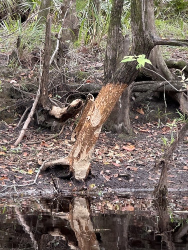 American Beaver photographed in Florida
