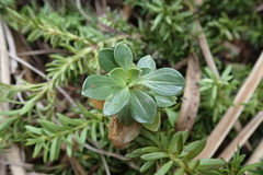 Gentianella impressinervia
