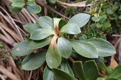 Gentianella impressinervia