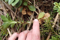 Gentianella impressinervia