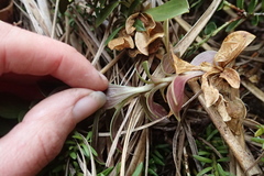 Gentianella impressinervia