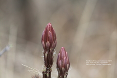 Nyctocereus serpentinus