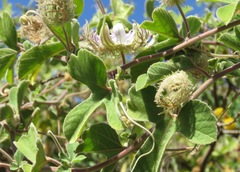 Passiflora arida