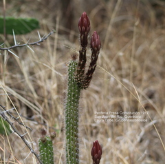 Nyctocereus serpentinus