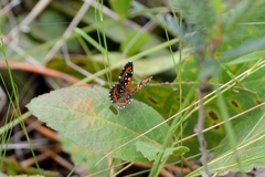 Lemonias stalachtioides